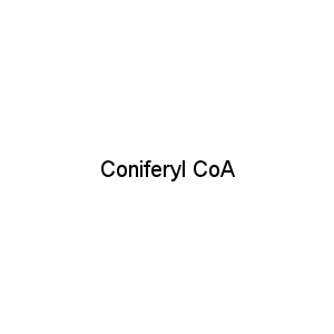 Coniferyl CoA